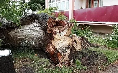 В Великом Новгороде упал знаменитый дуб Добужинского