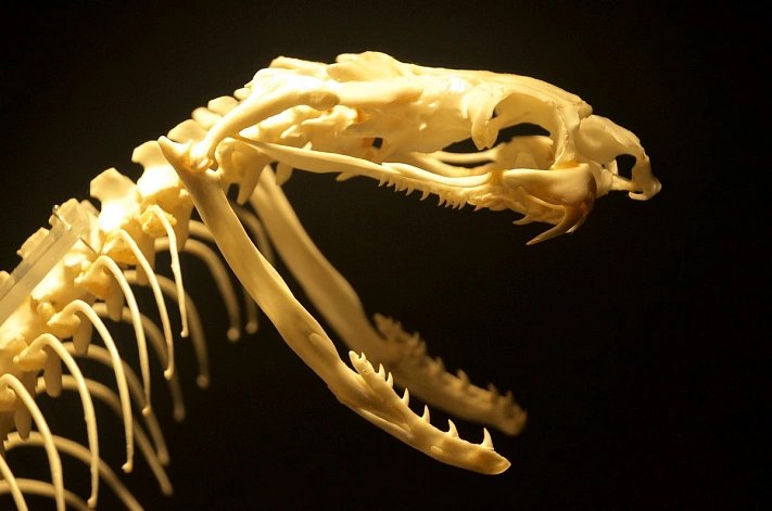 В Индии учёные нашли останки самой большой змеи