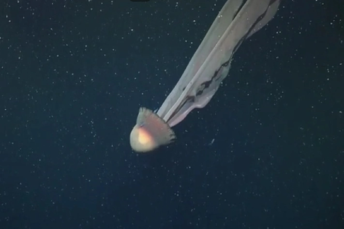 Учёные впервые за долгое время сняли гигантскую «медузу-призрака» в Атлантике