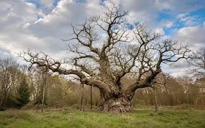В Шервудском лесу погиб легендарный дуб Робин Гуда