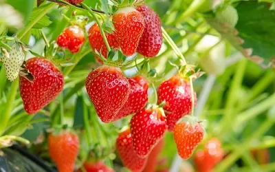 Весенняя подкормка клубники: как добиться богатого урожая