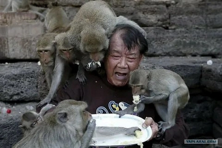 Банды обезьян терроризируют город в Таиланде