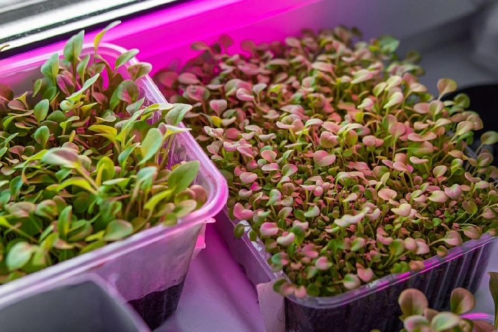 Как вырастить микрозелень кресс-салата дома на подоконнике 