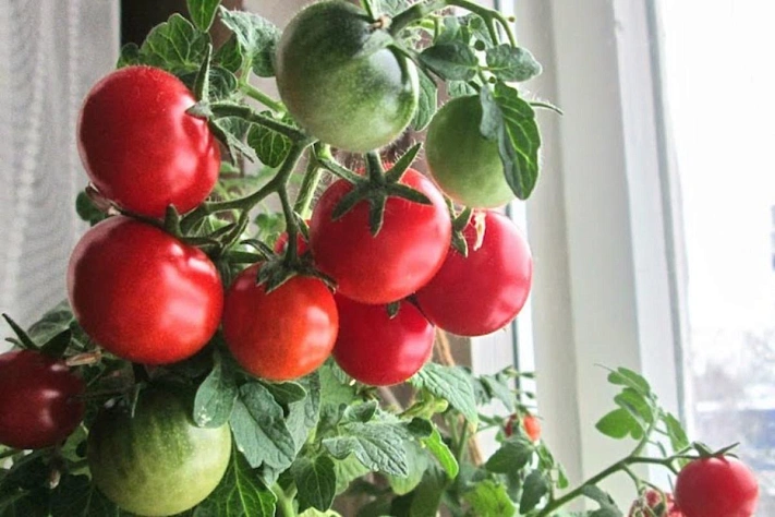 Как зимой вырастить помидоры на подоконнике