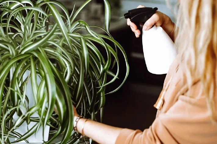 Какие средства безопасны для борьбы с паутинным клещом