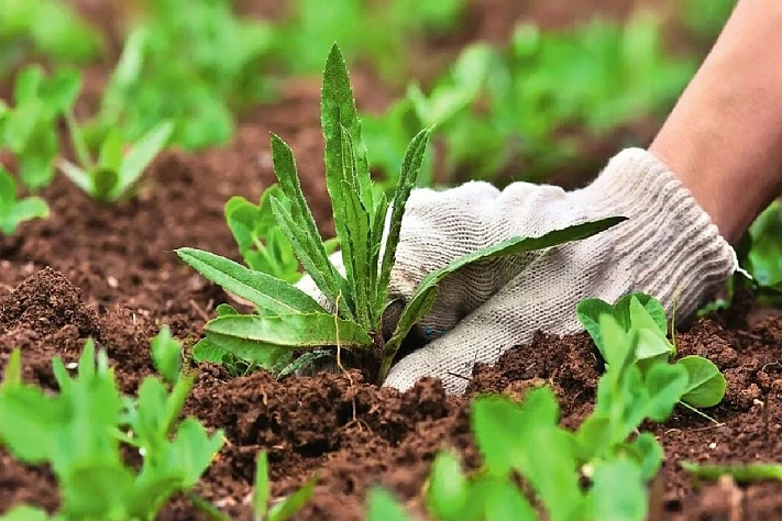 Как по сорнякам определить тип почвы в огороде