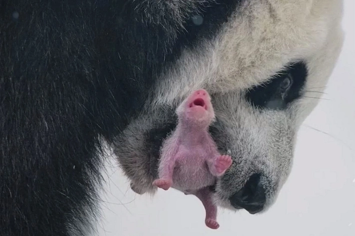 В Московском зоопарке впервые родился детёныш панды