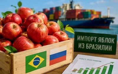 Россия нарастила закупки яблок из Бразилии