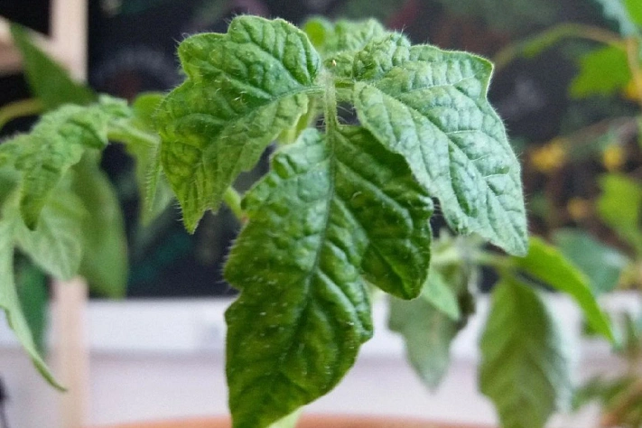 Это типичные проблемы рассады