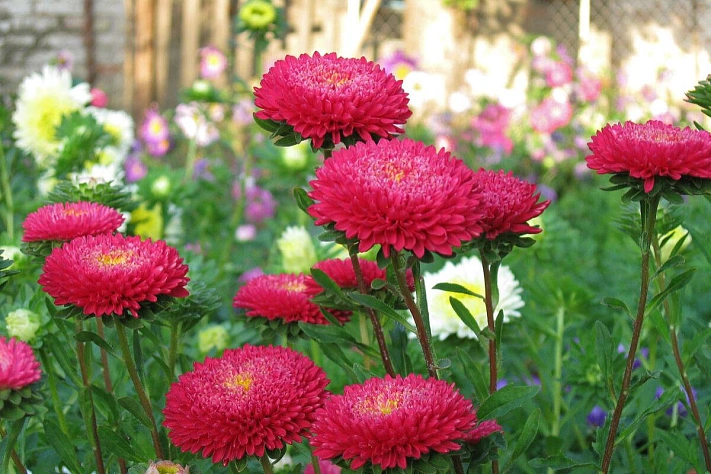 Когда посеять астры