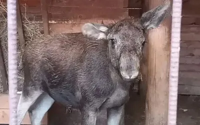 Маленький лосёнок нашёл временный дом в Алтайском крае