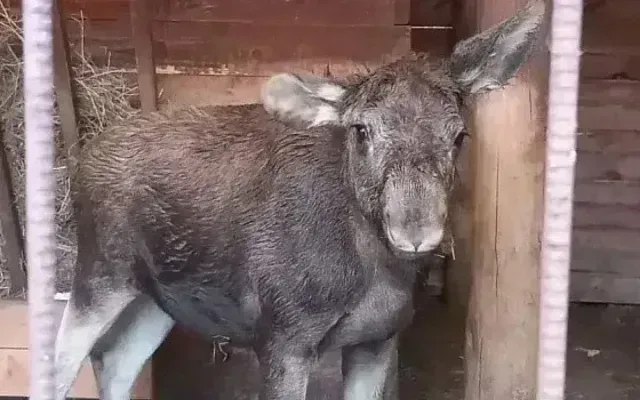 Маленький лосёнок нашёл временный дом в Алтайском крае