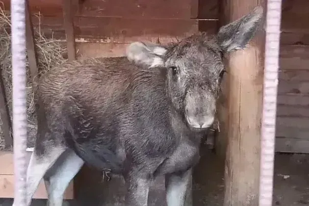 Маленький лосёнок нашёл временный дом в Алтайском крае