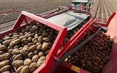 Российские аграрии опасаются обвала цен на картофель