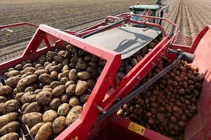 Российские аграрии опасаются обвала цен на картофель