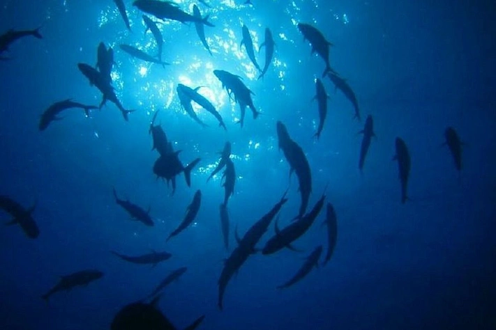 Учёные обнаружили в Волге 10 новых видов рыб