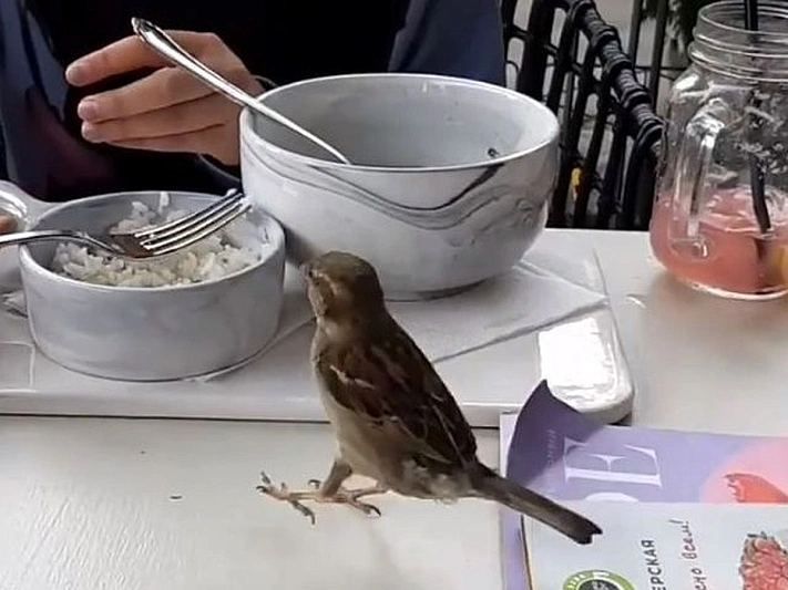 Житель Серпухова заявил в полицию на птиц, нагадивших ему на голову