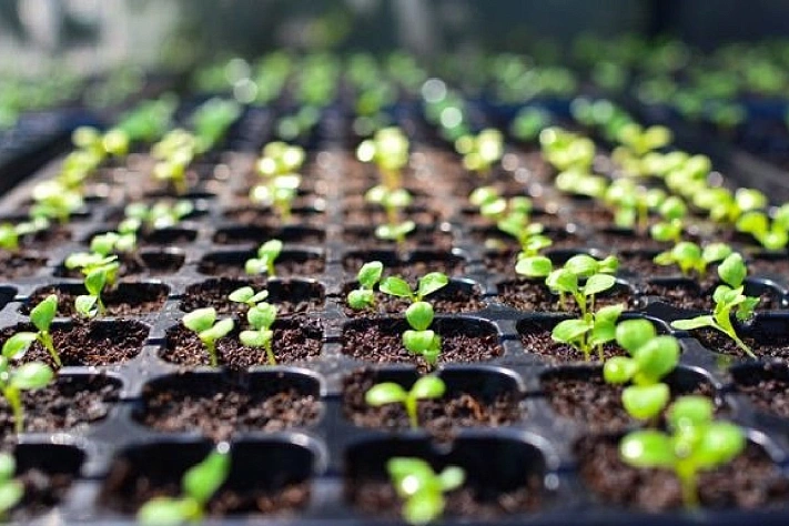 Календарь посева рассады на 2026 год для цветов, овощей и зелени