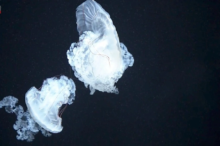 В Японии открывается необычный океанариум