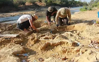 В кубанской земле нашли древнего гиганта