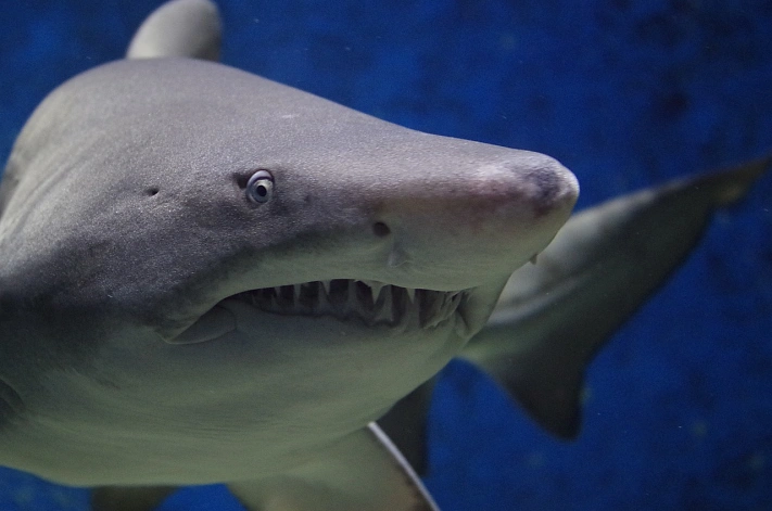 В Хургаде запретили купаться по утрам и вечерам из-за агрессивной акулы