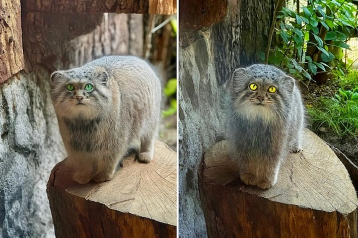 Манул Шу чувствительно прибавил в весе