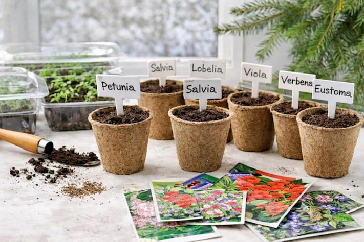 Что посеять на рассаду в декабре, чтобы цветы успели раскрыться