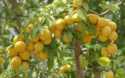Как правильно посадить алычу для получения отличного урожая
