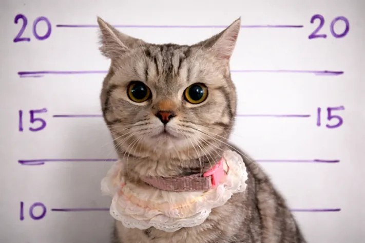 В Таиланде кошке завели полицейское «досье»