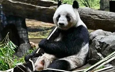 Панды уезжают