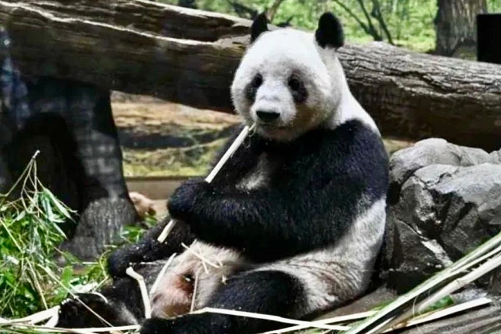 Панды уезжают