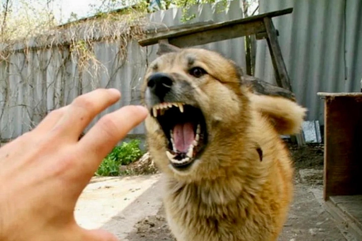 Карантин из‑за бешенства в московском Щукине до 17 января