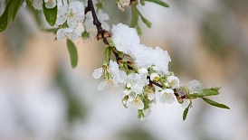 Метеоролог Леус: «В Москве снова ожидаются заморозки»