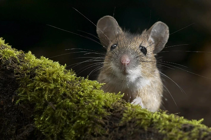 Сотни мёртвых мышей обнаружены на берегах Беловского водохранилища