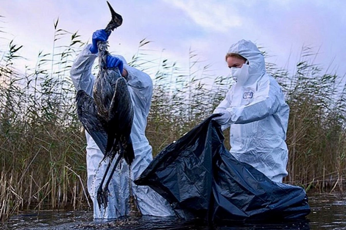 Назальная вакцина против птичьего гриппа способна защитить после одного применения