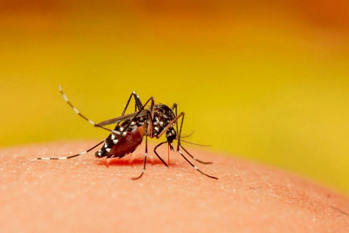 Российские туристы привезли с Мальдив смертельно опасную лихорадку денге