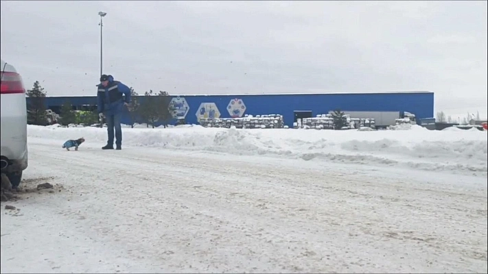 В Санкт-Петербурге на заводе по переработке отходов нашли крохотную собаку