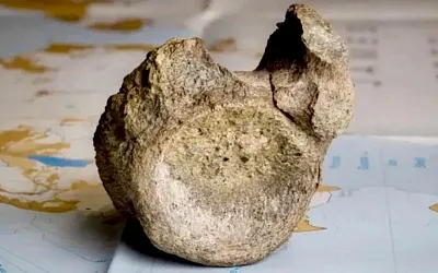 Кость из ящика вернула Антарктиде титанозавра