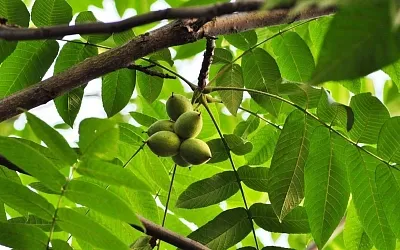 Почему маньчжурский орех лучше грецкого