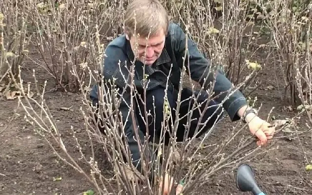 ​Как подготовить смородину к зиме