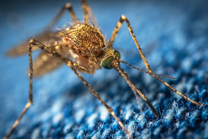 Кровососы имеют свои пристрастия к цветам