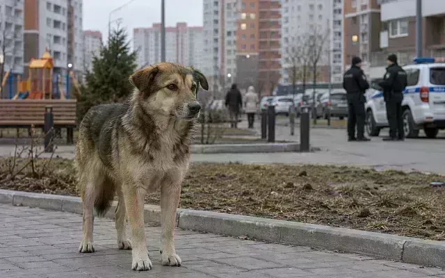 В Ростове мужчине дали 250 часов за выстрел в собаку