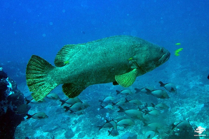 Работники крымского океанариума объявили вознаграждение за поимку опасной рыбы