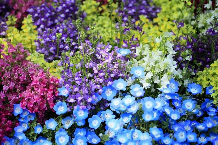 Эти растения лучше и проще посадить именно сейчас