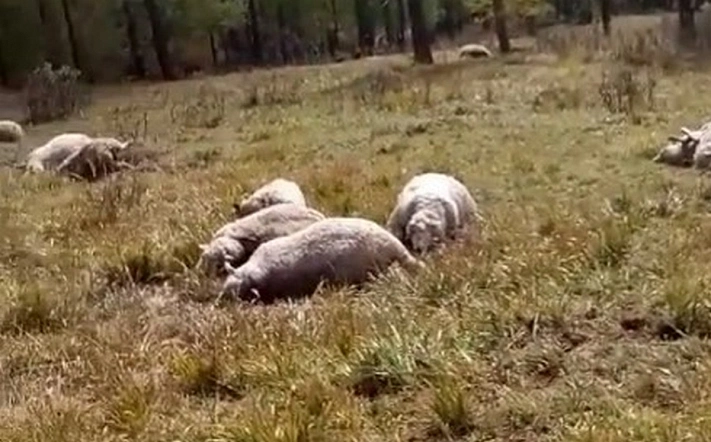 Целую отару овец убило молнией на Алтае