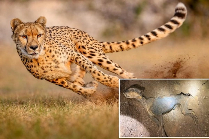 Гепарды из пещер переписали историю полуострова