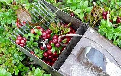 Почему бруснику называют «витаминной бомбой»