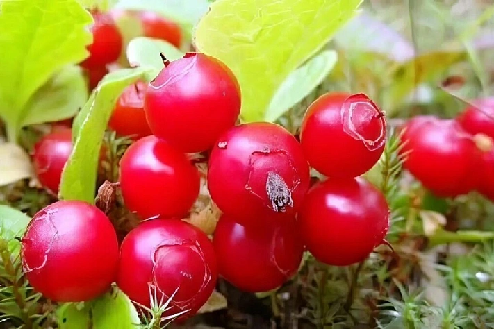 На Сахалине запустили производство мармелада из красники
