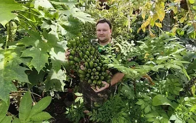 Ставрополье станет родиной российских бананов