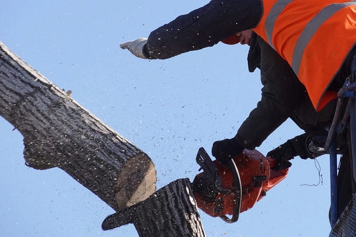 В Москве решили уничтожить один вид деревьев